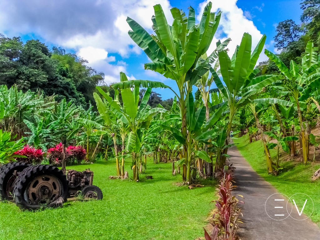 bananes-tracteur-martinique