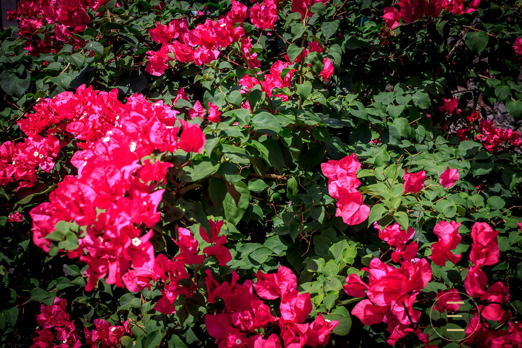 Bougainvilliers