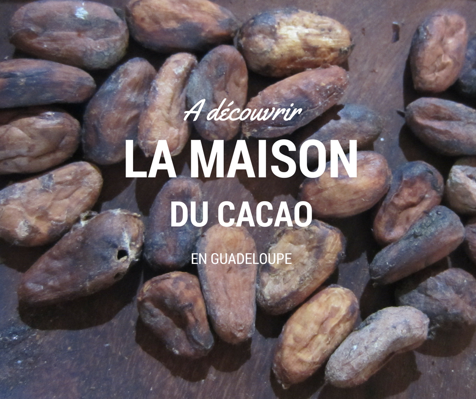 Viste dans la cacaoyère et dégustation à la maison du cacao