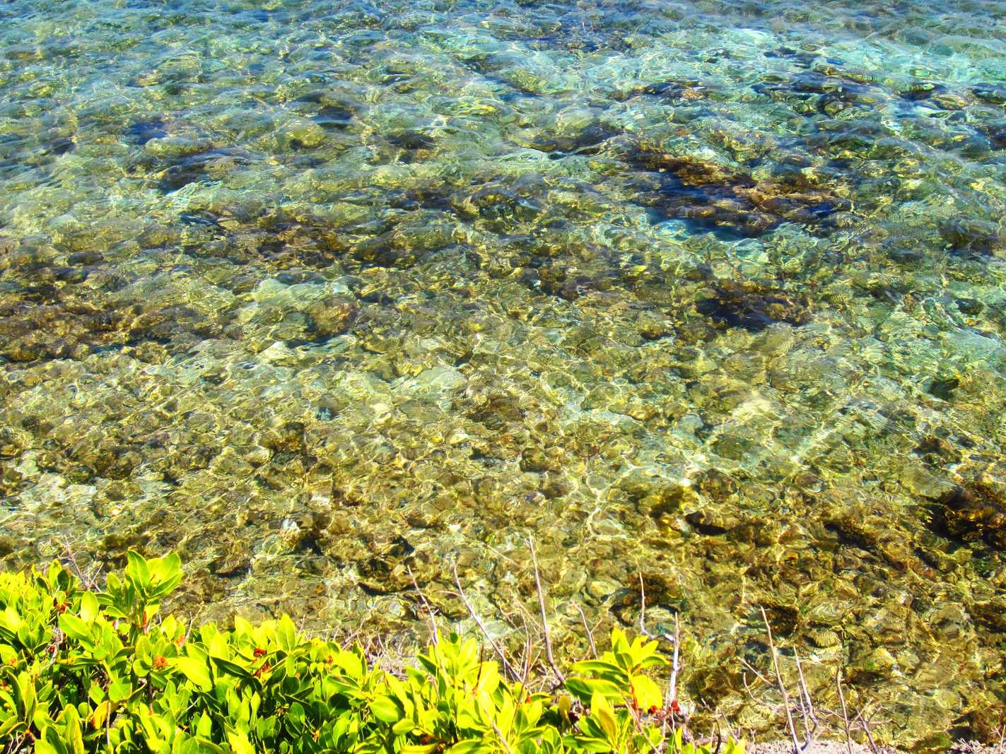 snorkeling Petite Terre Guadeloupe