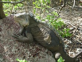 Iguane Petite Terre Guadeloupe