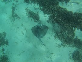 snorkeling Petite Terre Guadeloupe