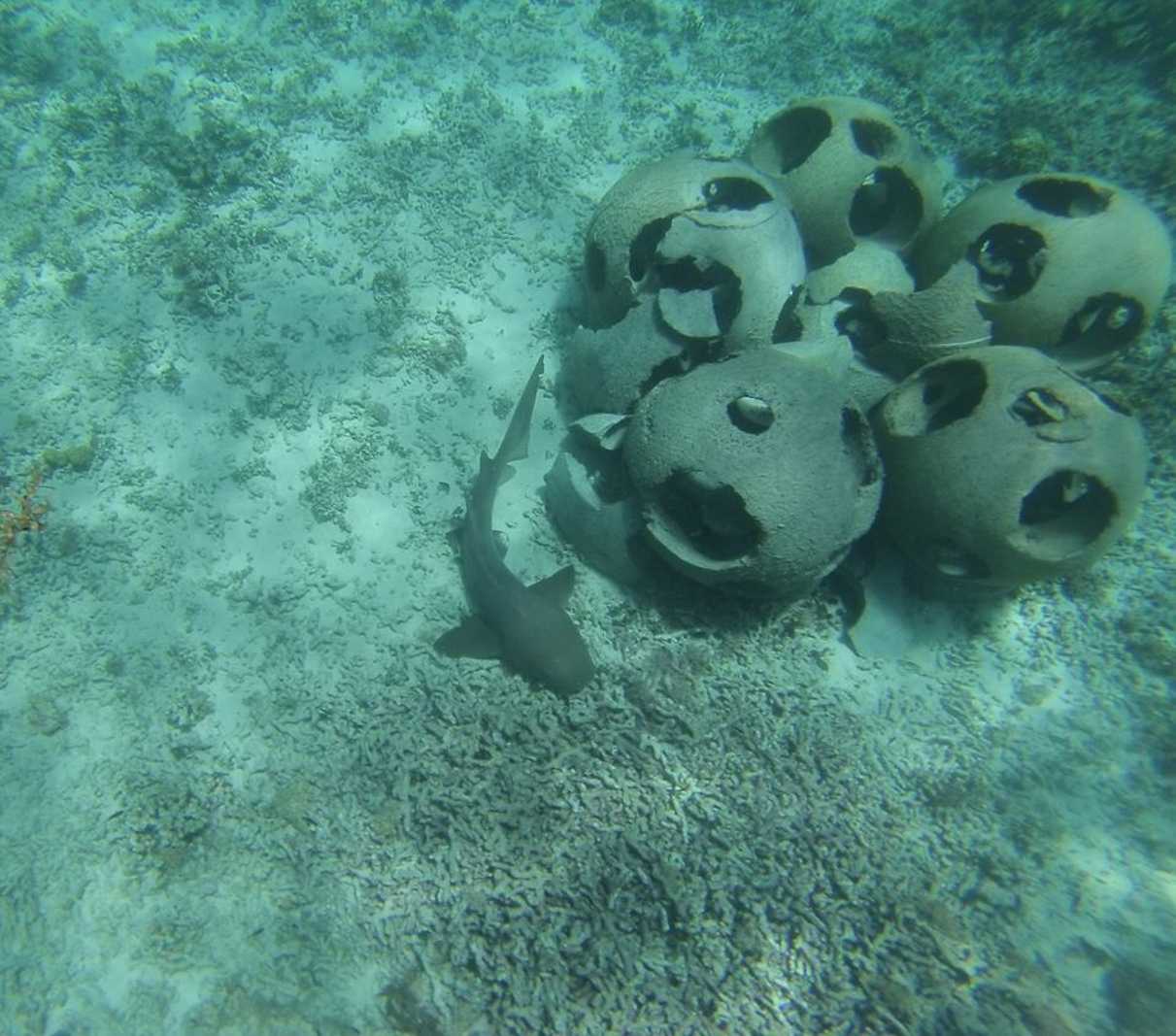 snorkeling Petite Terre Guadeloupe