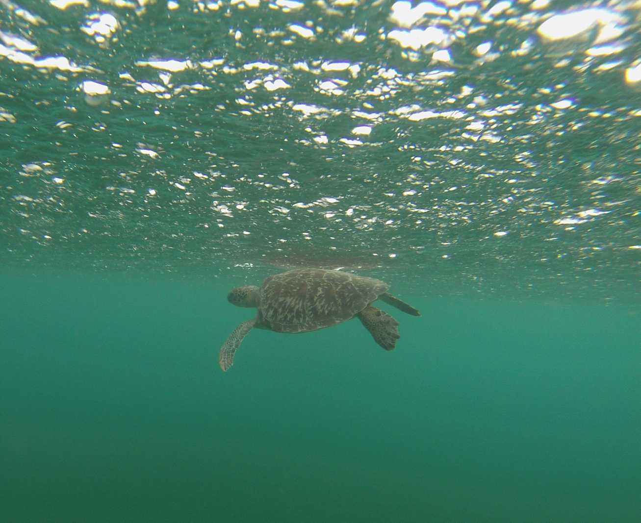 snorkeling Petite Terre Guadeloupe