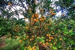 fruits-ducos-martinique