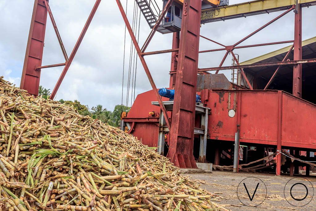Canne à sucre pour la production de Rhum Martinique La Mauny
