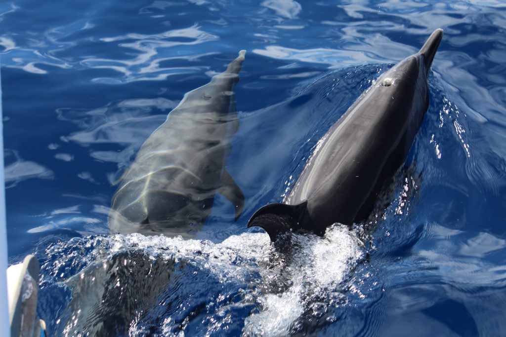 Excursion dauphins en Guadeloupe