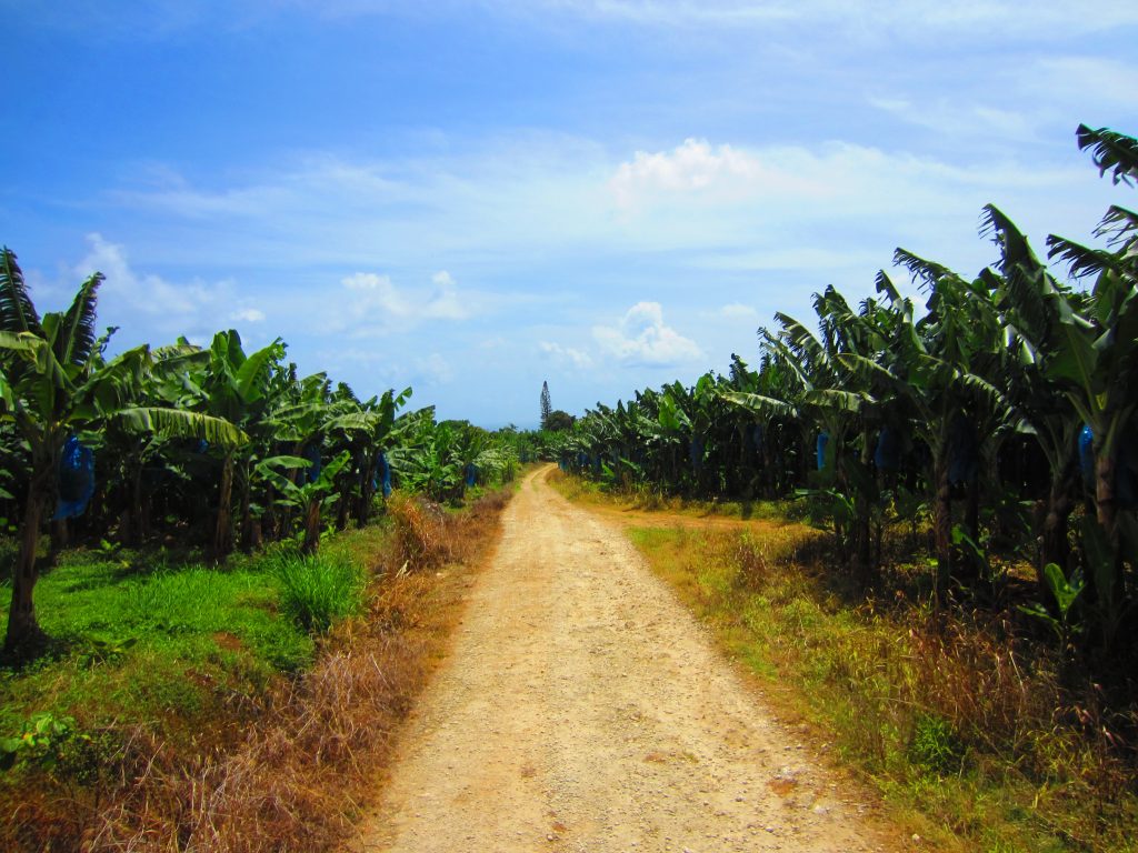 plantation-bananes-guadeloupe