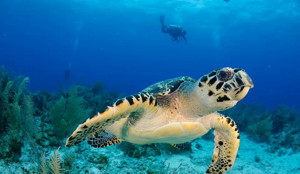Voir des tortues marines en Guadeloupe