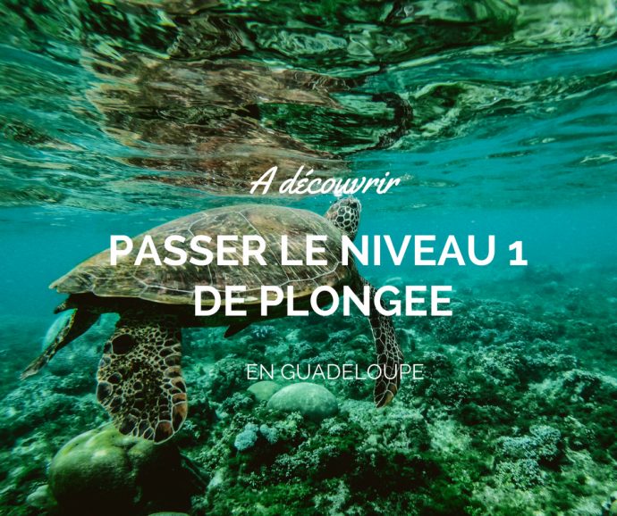 Plongée En Guadeloupe Dans La Réserve Cousteau Le Magazine - 