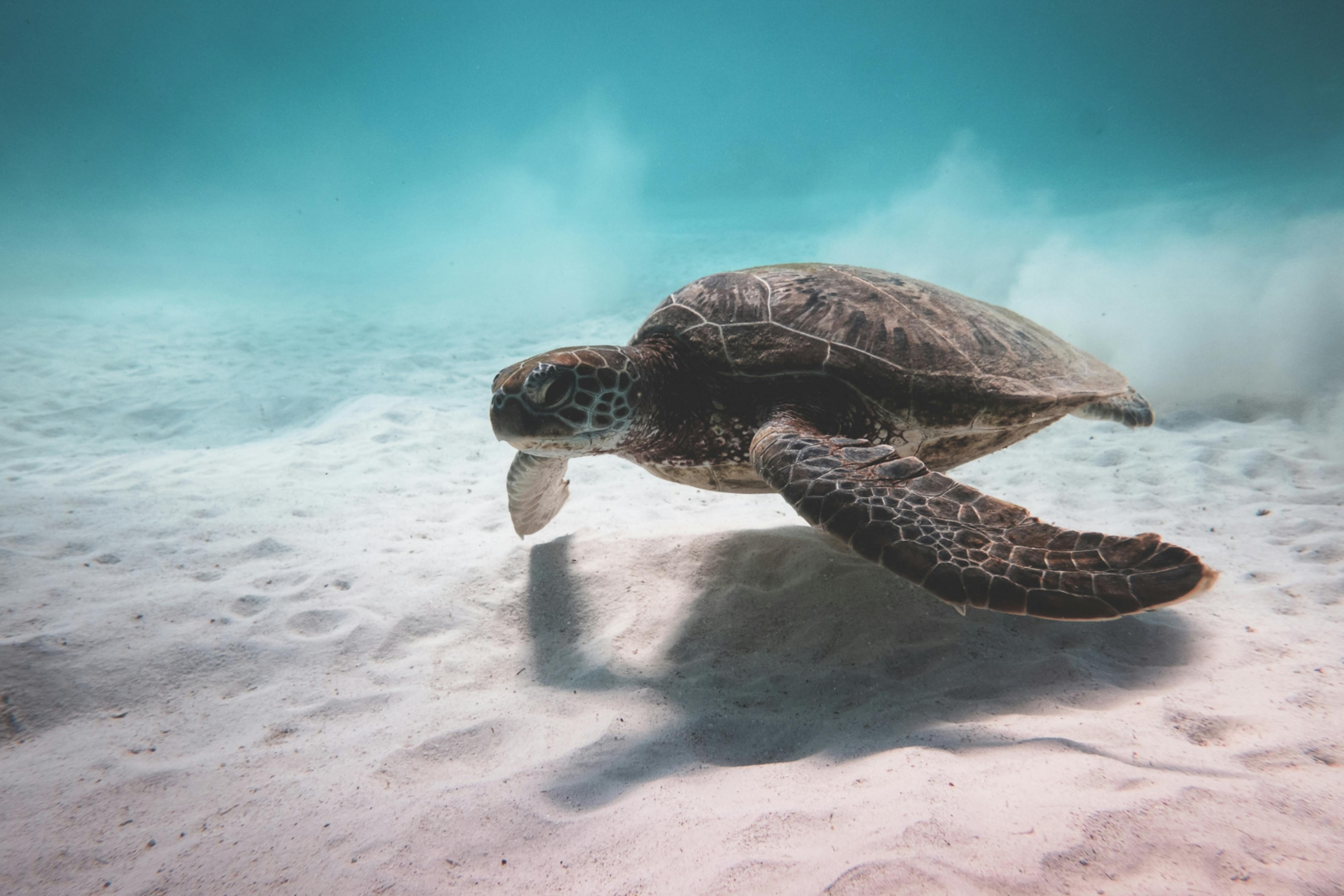 Rencontre avec les tortues en Martinique