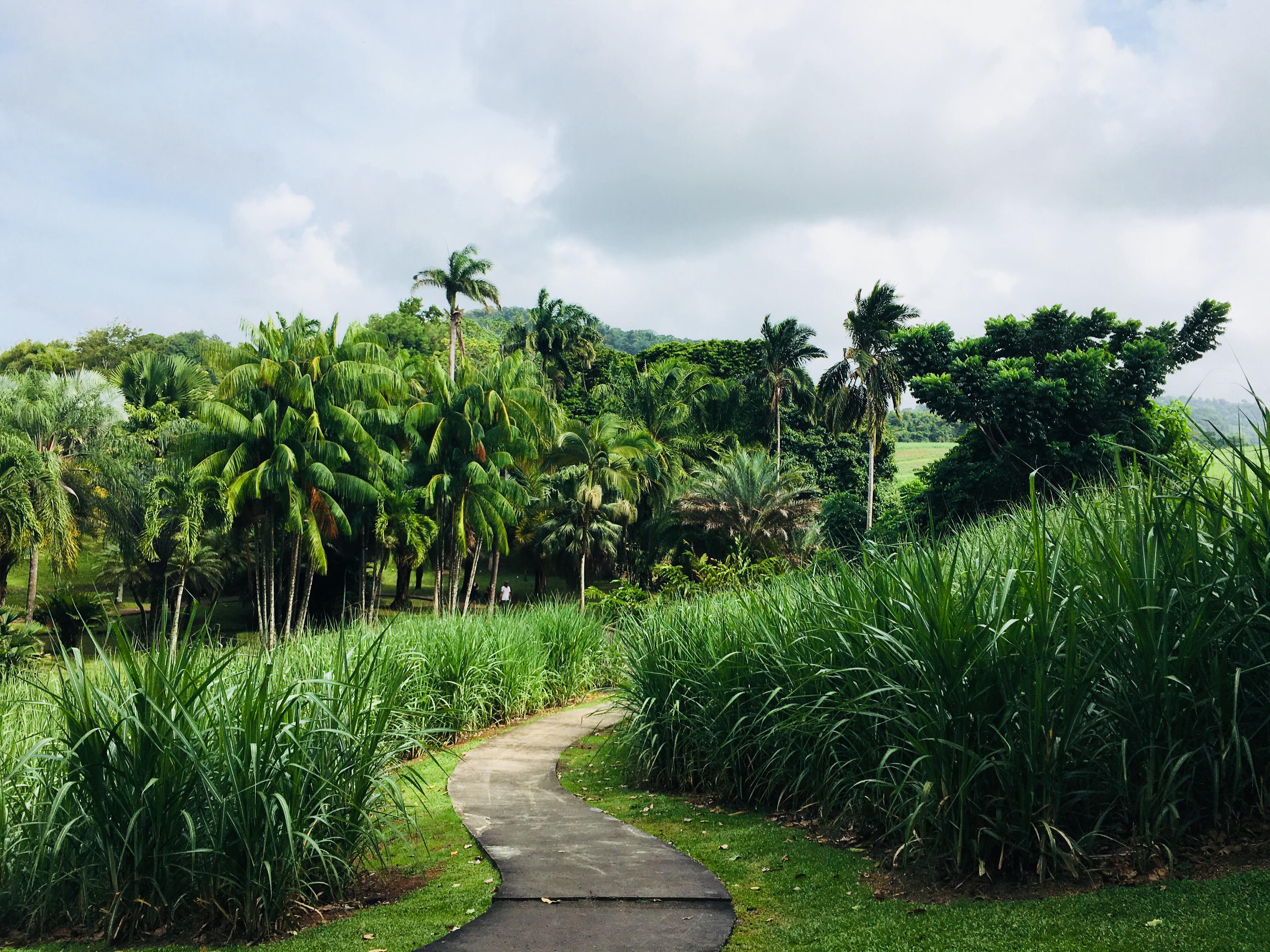 Martinique Urlaub: Ein Stückchen Europa in der Karibik ...