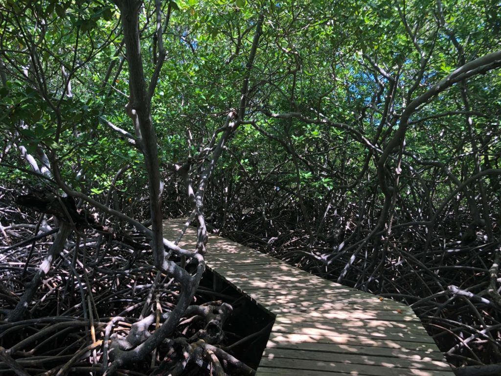 Mangrove Presqu'île de la Caravelle