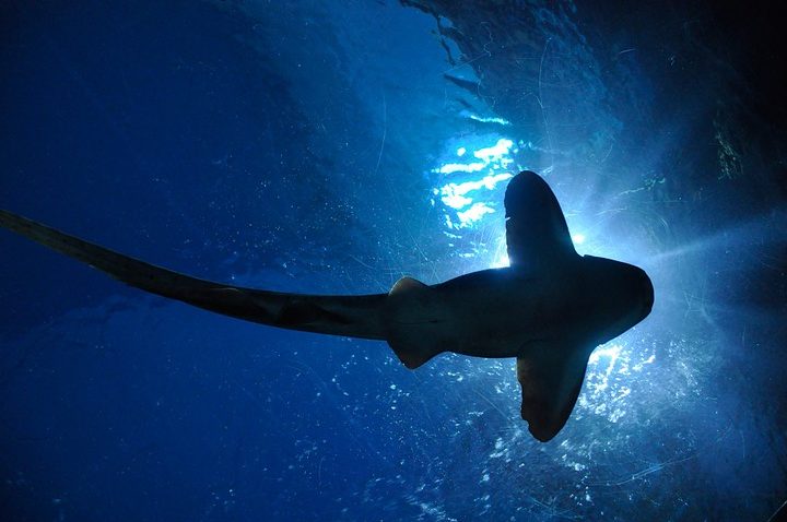 Surf Martinique danger requin 